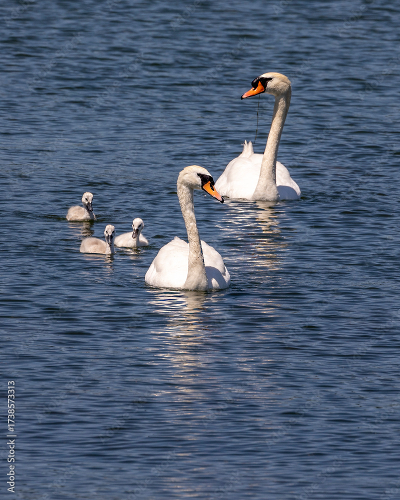 Fototapeta premium swan family