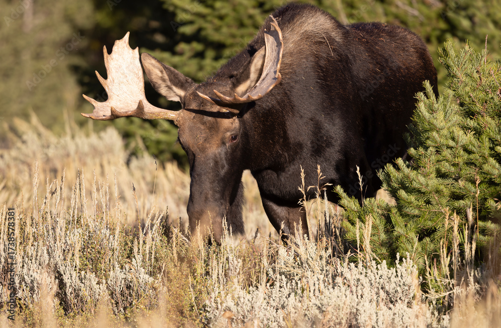 Obraz premium Young Bull Moose in Grand Teton National Park Wyoming in Autumn