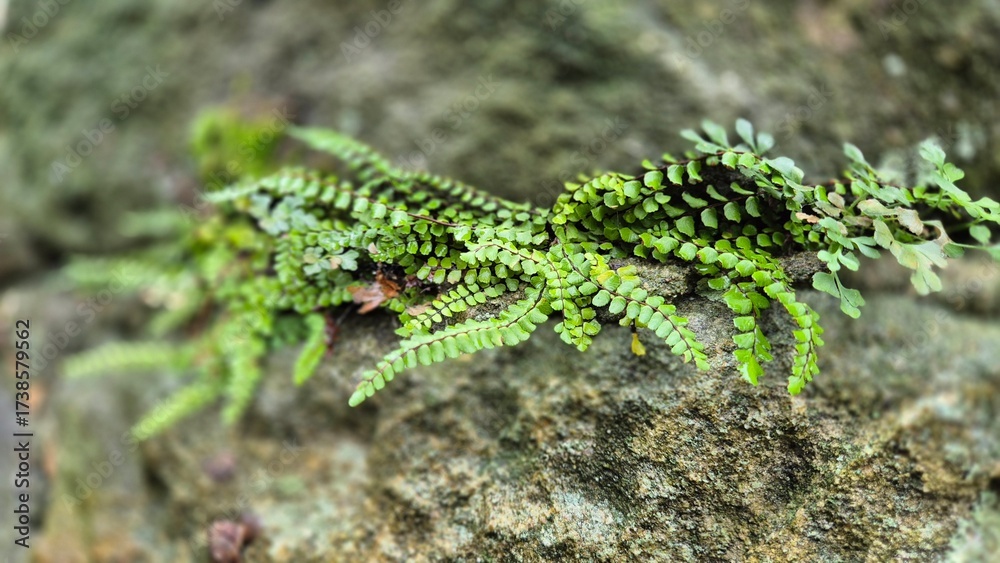 Naklejka premium Rośliny
