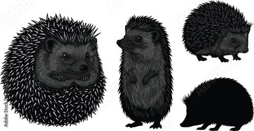 Cute hedgehog illustrations in multiple poses with spiky texture, standing, curled, walking and silhouette vector forest animal