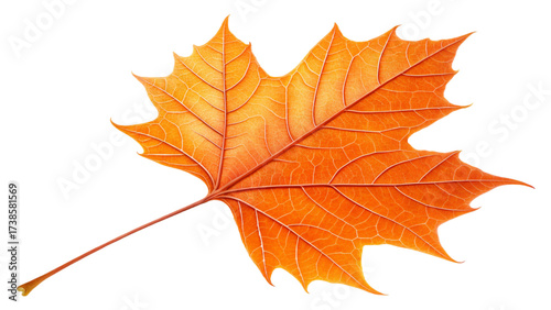 Orange leaf png autumn transparent background

