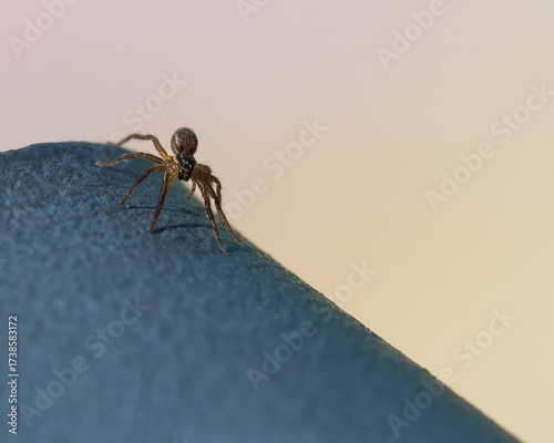 Small Jumping Spider Standing on an Iron Balustrade and Waiting for Its Prey