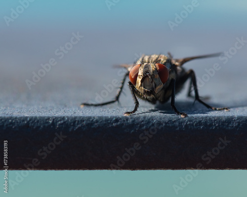 A Red-Eyed Fly is Resting on a Cold Blue Iron Balustrade in the Park