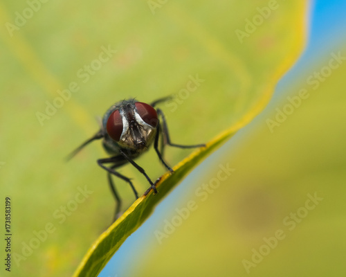A Red-Eyed Fly is Resting on a Green Leaf with Rusty Spots in Early Autumn