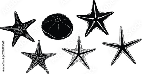 Starfish illustration, sea urchin drawing, marine animal silhouette, ocean wildlife art, aquatic biology graphic, underwater nature design, echinoderm pattern, decorative sea life