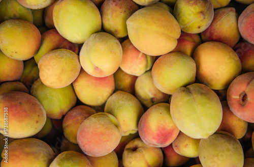 Ripe little peaches, autumn harvest. An orchard.