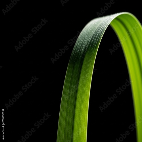 Close-up of a single vibrant green grass blade curving gracefully against a stark black background, highlighting its texture and form.