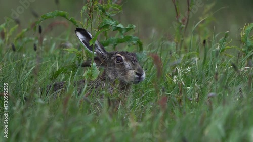  A European hare (Lepus europaeus) sniffing in the air and looking at you