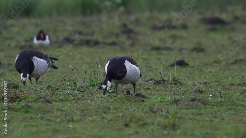 Barnacle geese (Branta leucopsis) foraging in a meadow while an oystercatcher is coming in