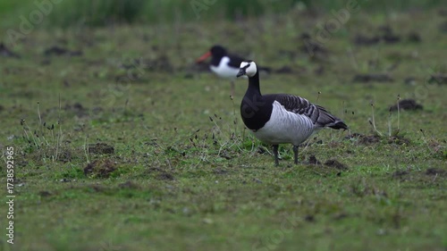 Barnacle geese (Branta leucopsis) foraging in a meadow while an oystercatcher is walking away