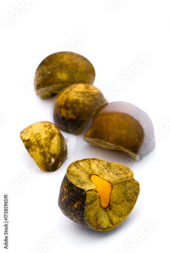 Mexican jumping beans, Sesbania pavoniana seeds invaded by larvae of a small moth (Cydia deshaisiana).