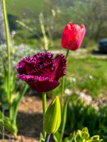 Vibrant fringed dark red tulip in sharp focus, with a soft background of a pink tulip and green landscape, capturing the beauty of springtime flowers.