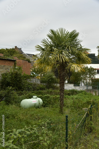 Foto Palmier à côté d'une cuve de gaz à Écaussinnes-Lalaing (Soignies)