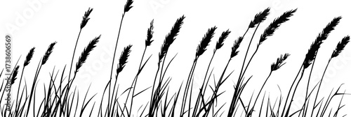 Black silhouette of tall wild grass and wheat stalks in minimalist flat style isolated on white background suitable for nature and environment design concepts