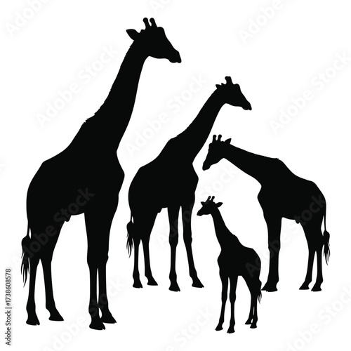 Majestic giraffe family silhouette majestic giraffe herd silhouettes animal wildlife safari nature majestic creatures majestic africa silhouette