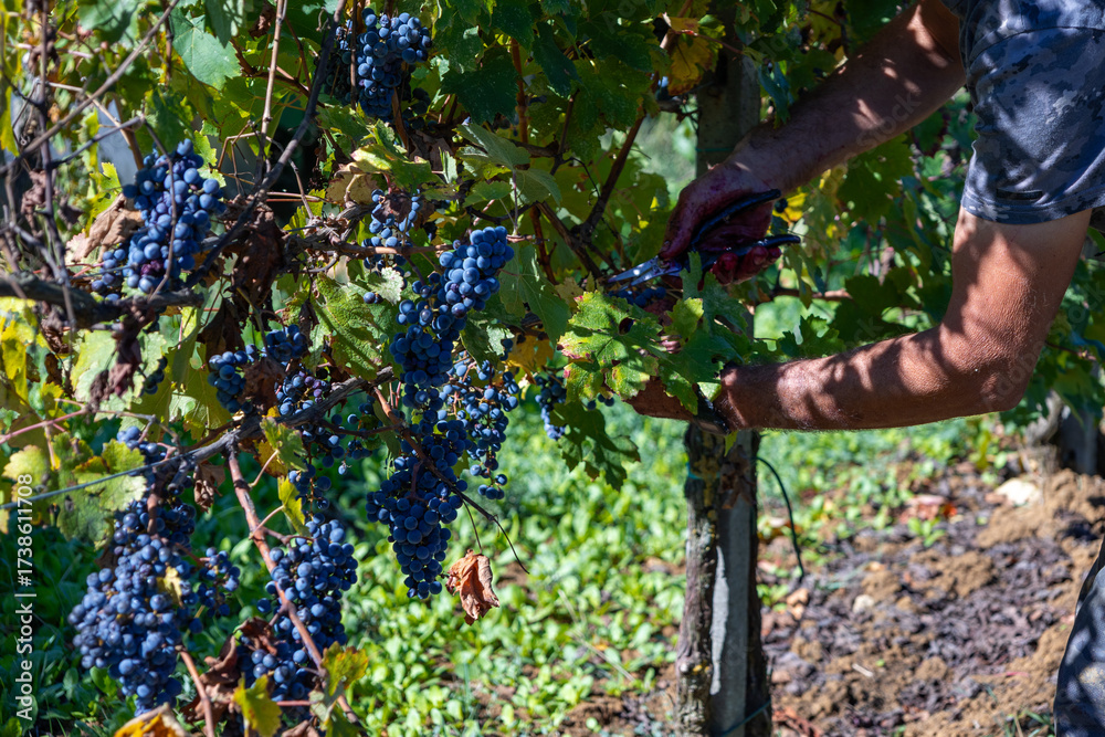 Obraz premium Farmer's hands using pruning shears, carefully harvesting ripe red grapes from the vine, illustrating the traditional process of grape picking during the annual harvest season for wine production