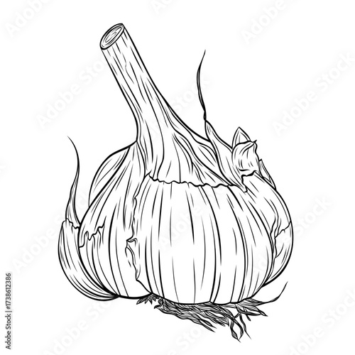 Monochrome botanical fragrant spice drawing of head of garlic isolated on white background. Graphic hand drawn ink black and white vector. Good for cooking, medicinal, tea, and garden beauty
