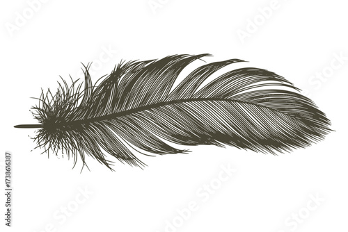 Black Vector Silhouette: Single Feather with Delicate Vanes	