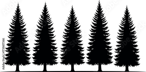 Row of symmetrical evergreen pine trees in winter forest silhouette, isolated conifer shapes for nature, landscape, and holiday design