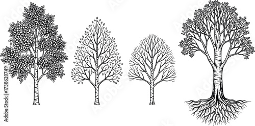Set of Four Tree Silhouettes Showing Seasonal Growth Stages with Roots, Branches, Leaves and Bare Winter Structure in Vector Style