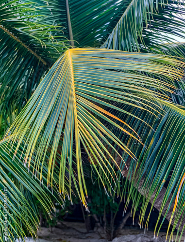 Wallpaper Mural Palme de cocotier  Torontodigital.ca