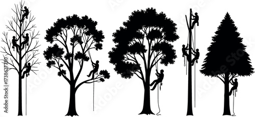 Tree climbing arborists working on diverse tree shapes with ropes and harnesses for pruning, trimming, maintenance and forestry safety tasks