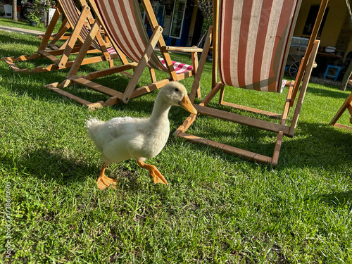 A cute white duckling walking on green grass in front of striped deck chairs in a sunny garden setting, perfect for relaxation and countryside lifestyle themes.