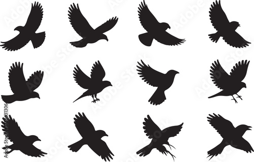 Silhouette of Birds in Flight