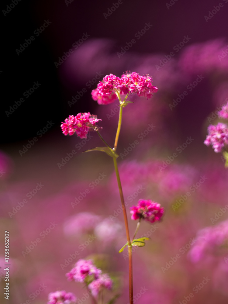 Obraz premium 赤蕎麦の花