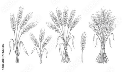 Engraved vintage cereal plants with classic linework. Vintage hand drawn cereal sketch for farm food label. Wheat or barley ears set.
