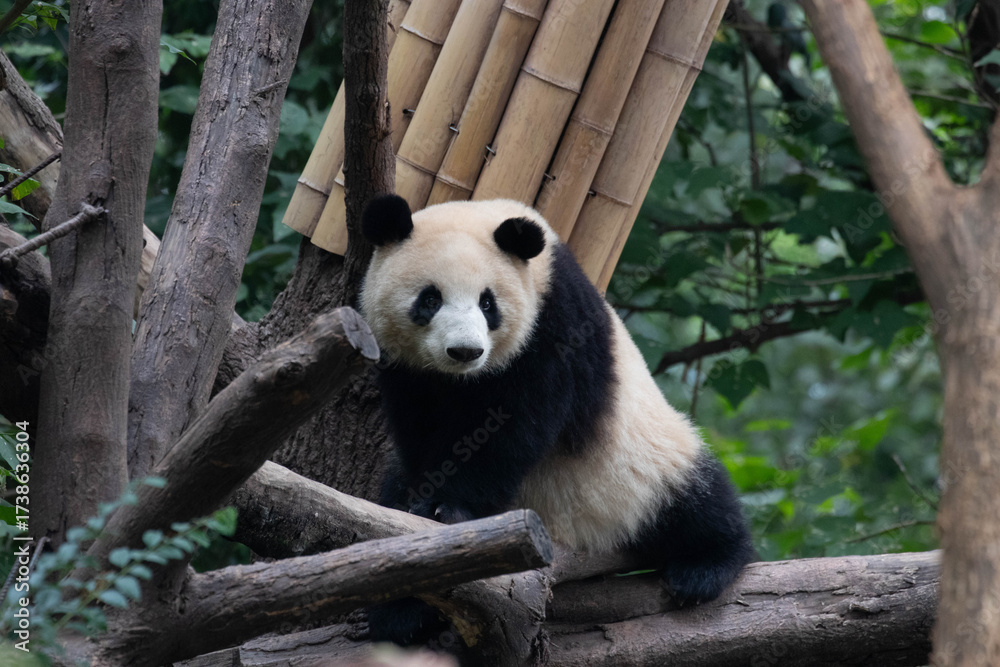 Fototapeta premium Playful Panda climbing up the tree, Chengdu Panda Base, China