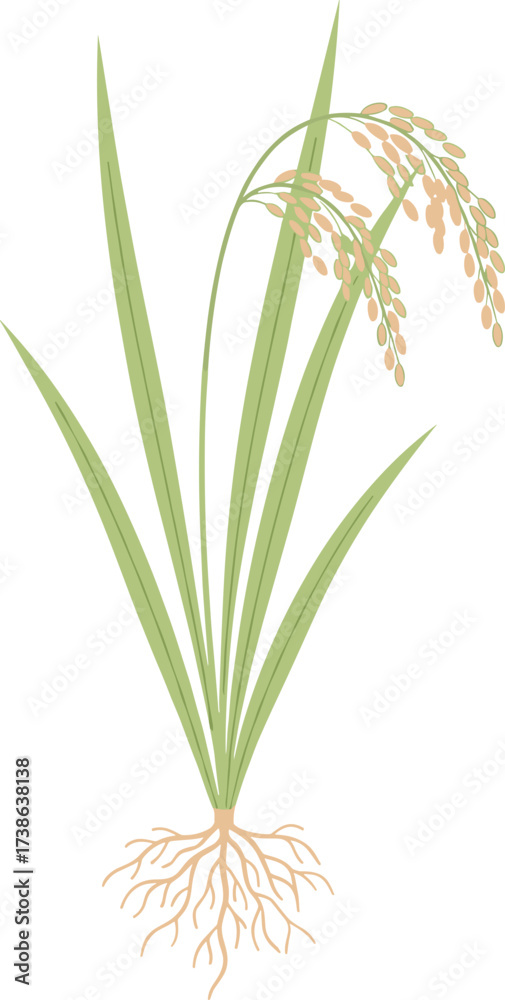 Fototapeta premium rice plant illustration with ears and roots on a white background