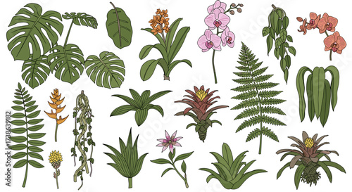 Set of hand-drawn tropical plants and flowers like orchid and fern isolated on transparent background