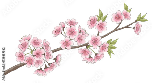 Beautiful blooming cherry blossom branch with delicate pink sakura flowers, a vector illustration
