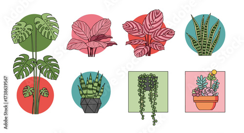 Collection of trendy houseplant illustrations like monstera isolated on transparent background svg