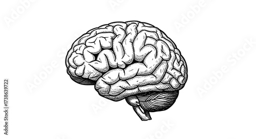 Anatomical human brain wireframe line art vector illustration for medical and science concepts svg