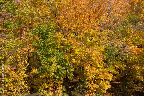 Indian summer near Quebec on a very sunny day