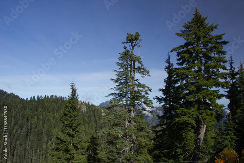 On the top of Grouse Mountain in the North Shore Mountain