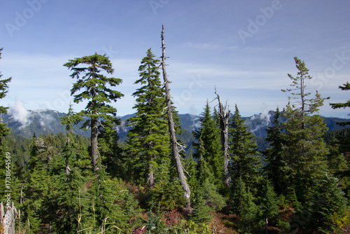 Forest somewhere in British Columbia in Canada