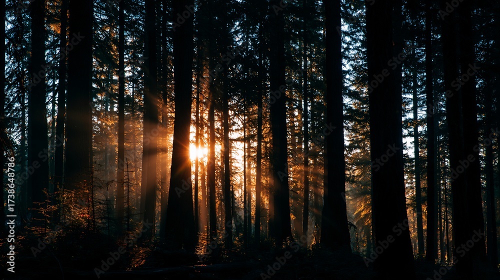 Obraz premium Sunlight filters through tall trees in a forest, creating a warm glow with a serene background. For nature