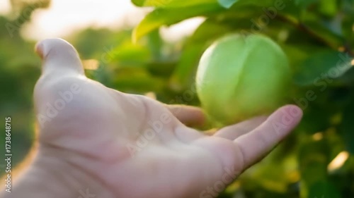 Hand Gently Holds Vibrant Green Guava Fruit in Golden Hour Sunlight, Orchard Harvest