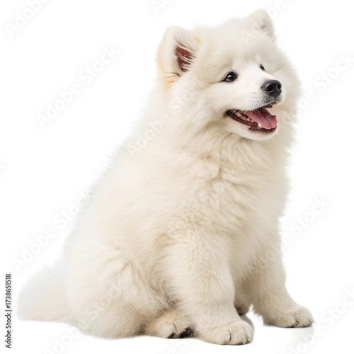 Majestic fluffy white Samoyed dog standing proudly, radiating pure joy and canine elegance for pet lovers and commercial use
