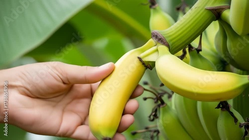 Hand Gently Inspects Ripe Yellow Banana Bunch on Lush Green Plantation, Close-up