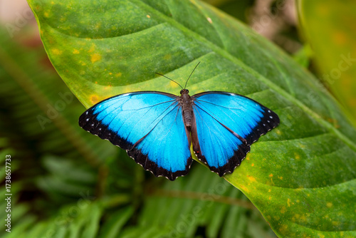 Blue Morpho butterfly (Morpho menelaus), Mindo, Ecuador.