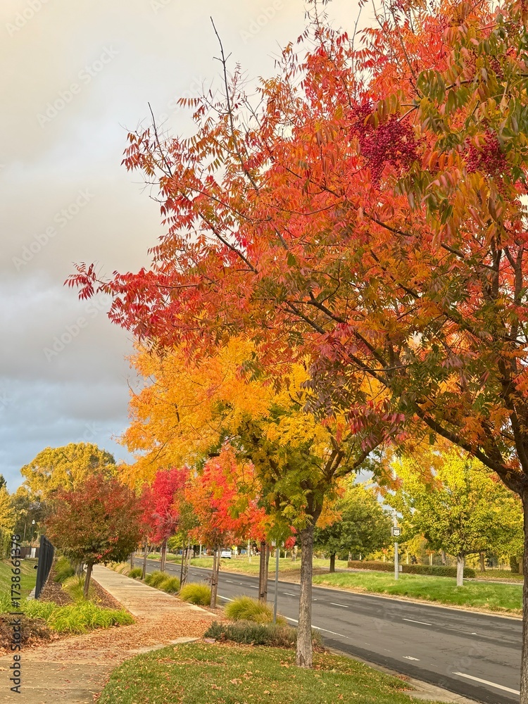 Naklejka premium autumn trees in the park