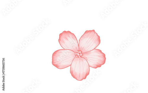 Pink flower