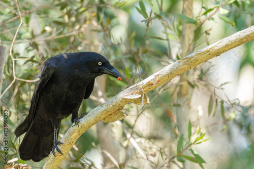 Australian raven eating a red worm, perched on the branch of a tree. Queensland, Australia.
