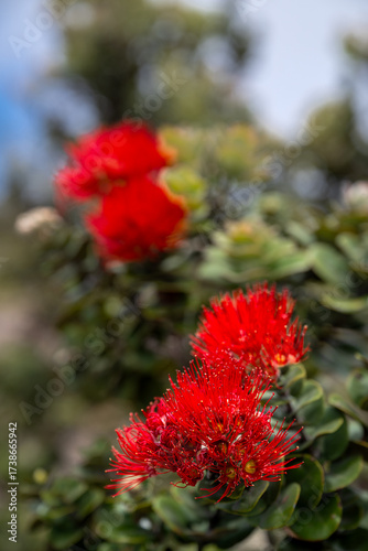 Flowers of the Lehua Tree (Metrosideros polymorpha) at Halemaumau Crater