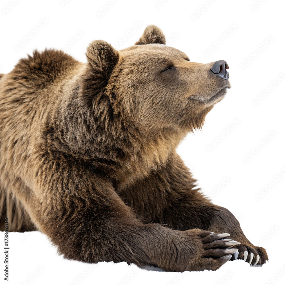 Fototapeta premium Majestic brown bear resting peacefully with eyes closed, evoking calm and natural beauty 