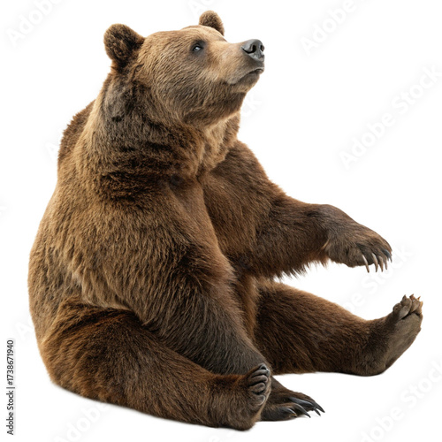 Majestic brown bear sits attentively, gazing upwards with powerful presence and wild spirit captured
